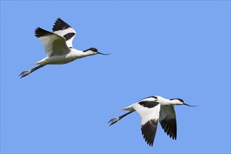 Two pied avocets