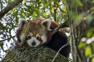 Curious red panda