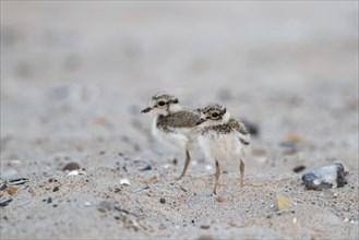 Two cute common ringed plover