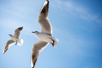 Pair of seagulls are flying in sky over the sea waters