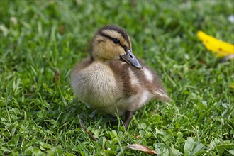 Mallard