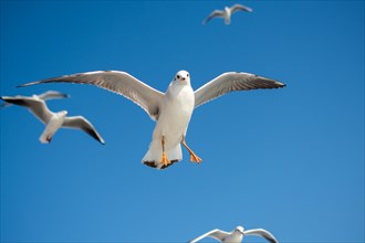 Pair of seagulls are flying in a sky as a background