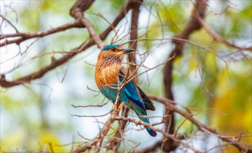 Indian Roller bird on a tree. Bandhavgarh national park