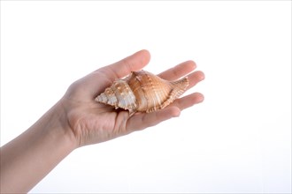 Hand holding a sea shell on a white background