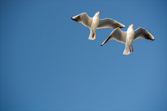 Pair of seagulls flying in the sky background