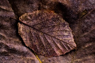 Dry leaf outstanding on other leaves as an autumn background