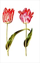 Garden tulip