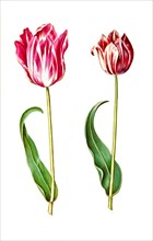 Garden tulip