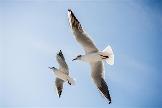 Pair of seagulls are flying in sky over the sea waters