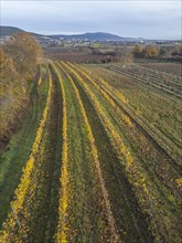 Aerial view of vineyards in late autumn