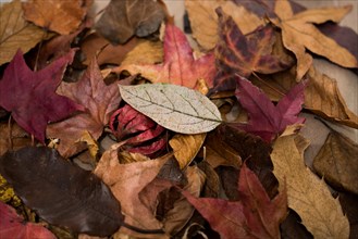 Beautiful dry leaves as an autumn background