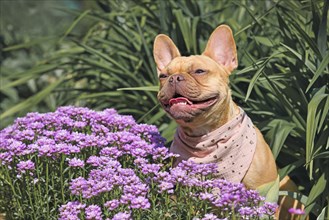 Red fawn French Bulldog dog sitting between purple spring flowers