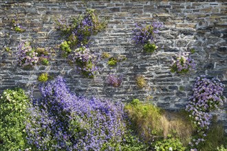 Various colourful flowers growing out of the gaps in a stone wall