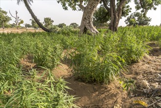 Marijuana cultivation on Jinack Island
