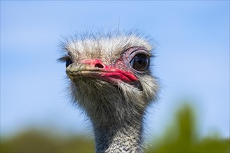 Portrait of an ostrich in an ostrich farm