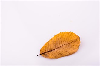 Beautiful dry autumn leaf placed on a white background