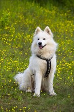 A white Samoyed dog sitting in a flower meadow with yellow buttercups