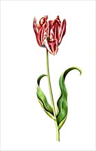 Garden tulip