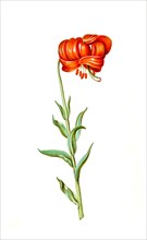 Chalcedonian Lily