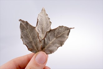 Hand holding a dry autumn leaves in hand on a white background