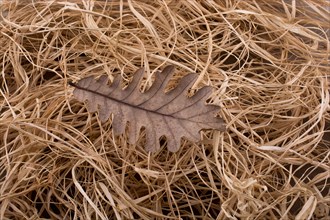 Beautiful dry autumn leaf placed on a straw background