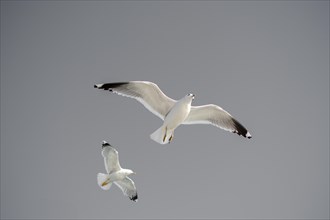 Pair of seagulls flying in the sky background