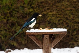 Magpie with food in beak standing on wooden plate with food looking right