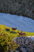 Ibex on a green meadow surrounded by rocky terrain in the warm morning light