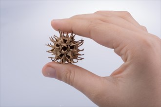 Hand holding brown pod or capsule in hand on a white background