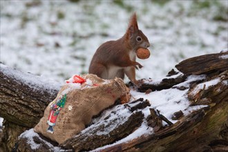 Squirrel with nut in mouth standing on tree trunk with jute bag with picture of St. Nicholas in snow