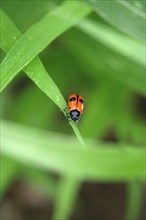 Ants- sac beetle