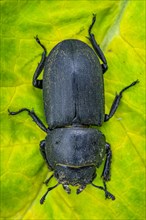Lesser stag beetle