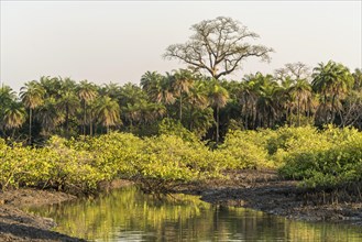 Landscape on a branch of the Gambia River near Bintang