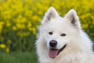 Portrait of a white Samoyed dog. Yellow flowers in the background