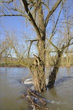 Trees at high water on the bank of the Ruhr