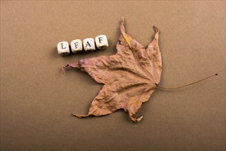 Brown color dry leaf and leaf wording with letter cubes