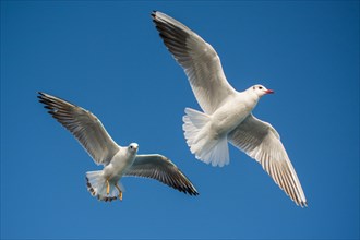 Pair of seagulls flying in blue a sky background
