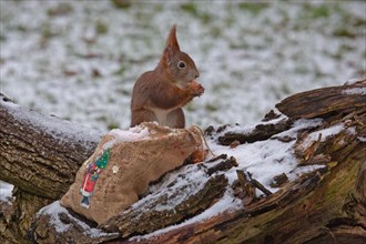 Squirrel holding nut in hands on tree trunk with jute sack with image of St. Nicholas standing in snow