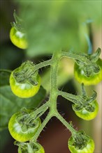 Panicle with green unripe tomatoes