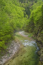 Mountain stream in the UNESCO World Heritage Beech Forest in the Limestone Alps National Park