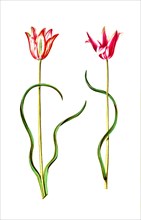 Lady's tulip