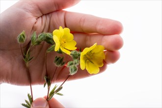 Hand holding a yellow flower on a white background