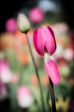 Beautiful tulips flower for postcard beauty concept design