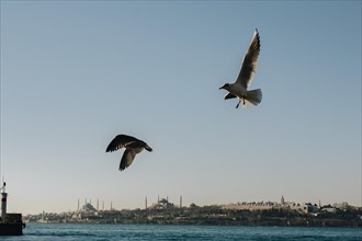 Seagulls are on the rock by the sea waters in Istanbul