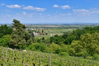 Vineyards in Wachenheim in Rhineland-Palatinate