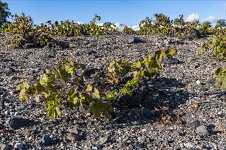 Grape plants