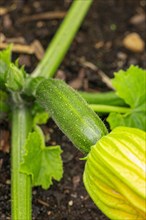 Small courgette