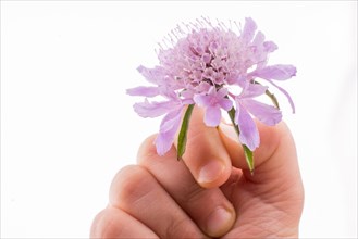 Hand holding A Purple Flower on a white background