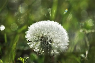 Dandelion with morning dew