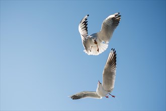Pair of seagulls flying in blue a sky background